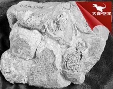 PNAS：科学家发现最早的恐龙“幼儿园”