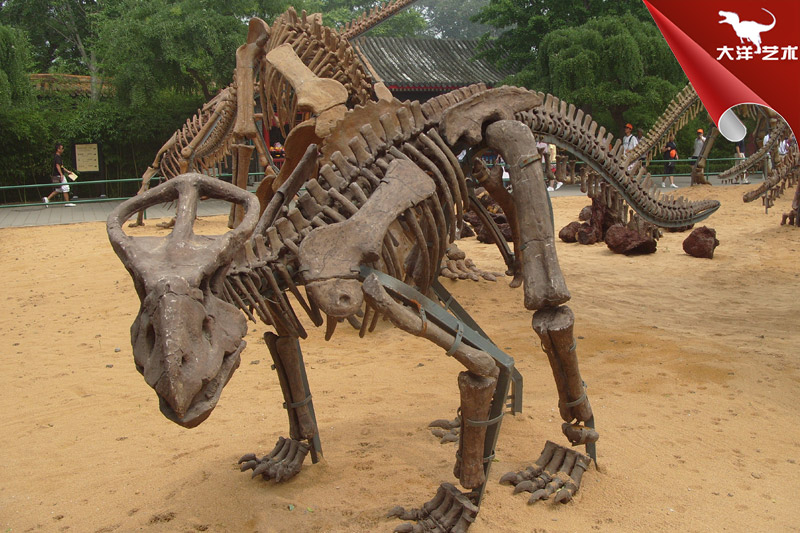 《古生物学》：恐龙死亡姿势与脑部损伤有关