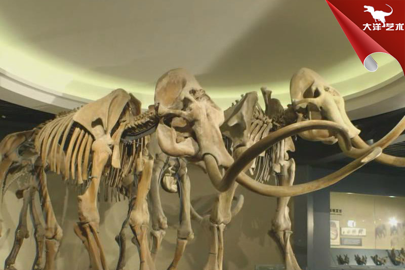 仿真骨架标本模型-动物骨架