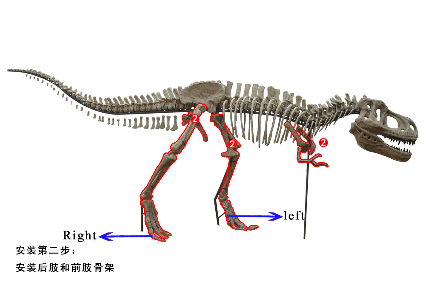 霸王龙骨架3D图下载，恐龙骨骼3D图下载，恐古化石骨头3D图模型-恐龙模型库-其他模型下载-cg模型网