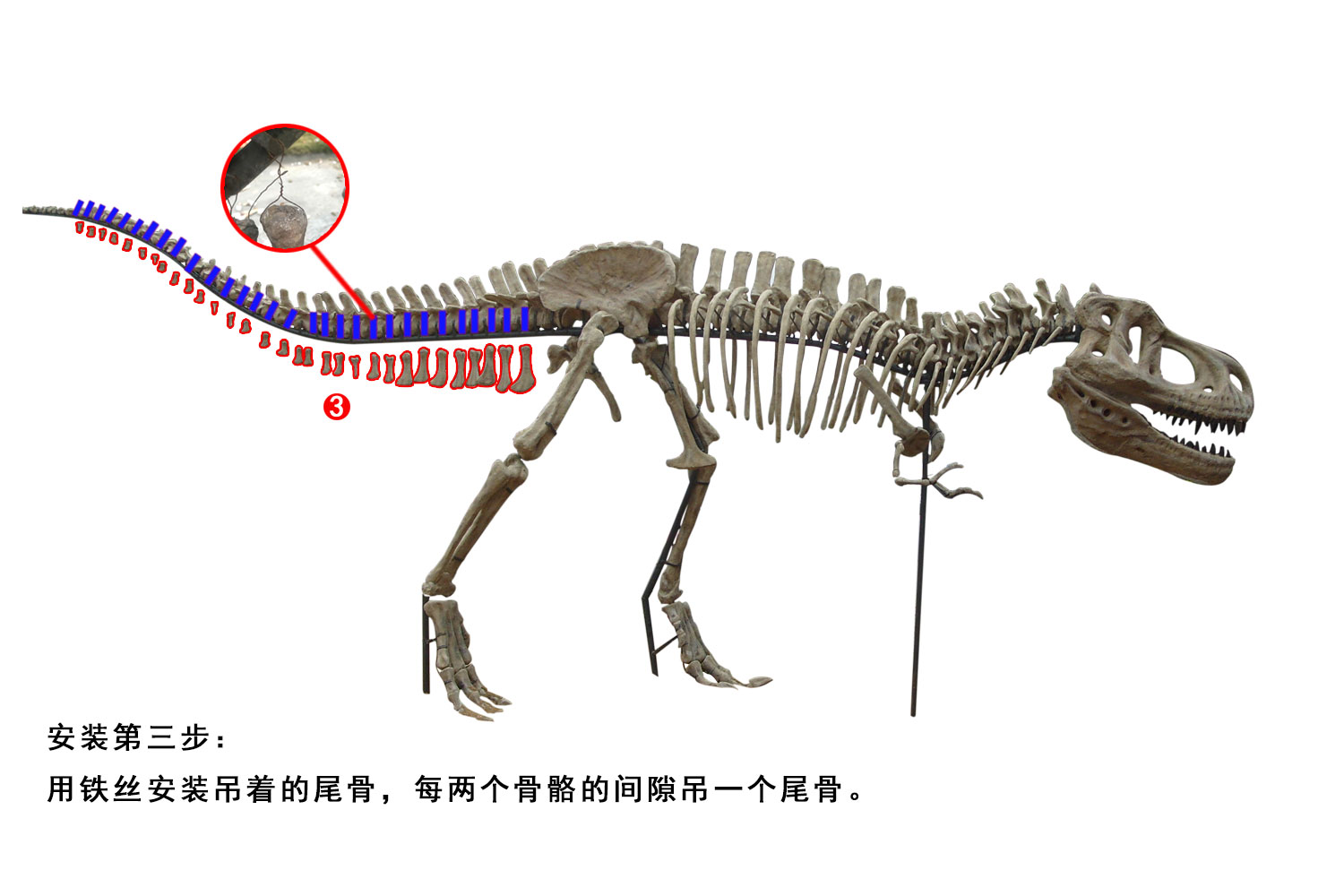 霸王龙骨架安装步骤