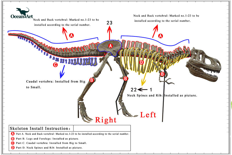 恐龙骨架安装步骤